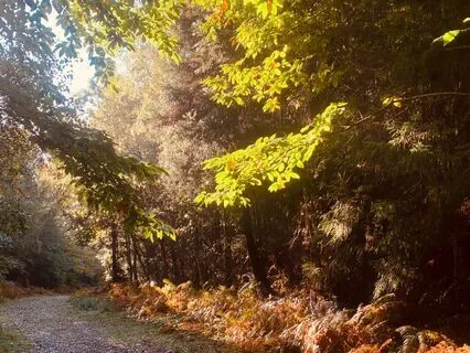 Walking With Kindness Meditation