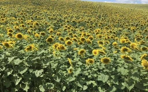 Walking With Kindness