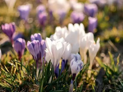 Walking With Presence In Nature - Feb 07