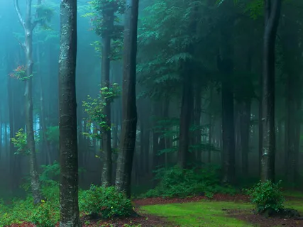 Walking With Protectors