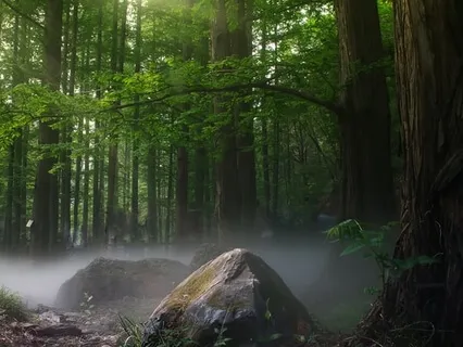 Walking With Trees (Forest Bathing)