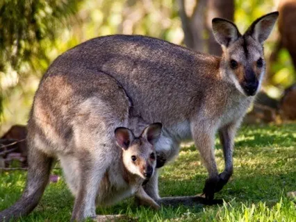 Wallaby Woodland Meditation