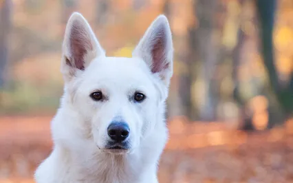 Waltz Of The White Shepherd (Solo Piano)
