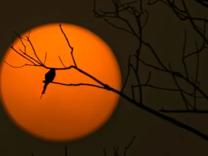 Wanderer In A New Dawn