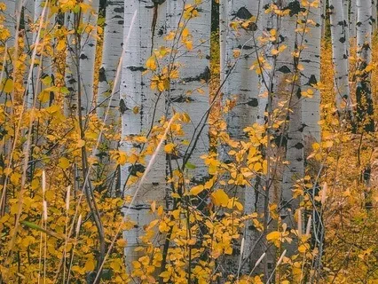 Wandering Barefoot To A Hidden Grove