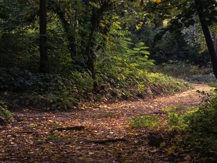 Wandering Forest Path