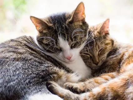 Warm And Still - Sleeping With A Purr