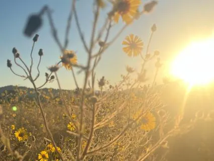 Warm Honey Breath: Somatic And Ayurvedic Grounding