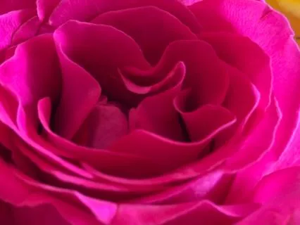 Was To Enact And Use Compassion