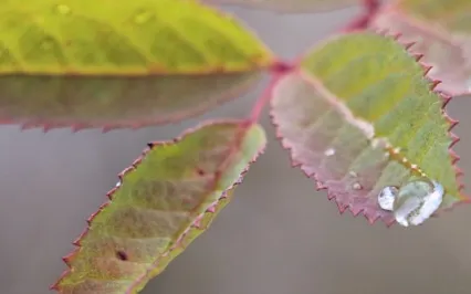 Wash It All Away, Gentle Rain Guided Meditation
