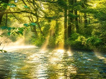 Watch Your Worries Drift Away | Leaves On A Stream (ACT)