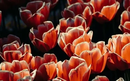 Watching The Flowers Grow