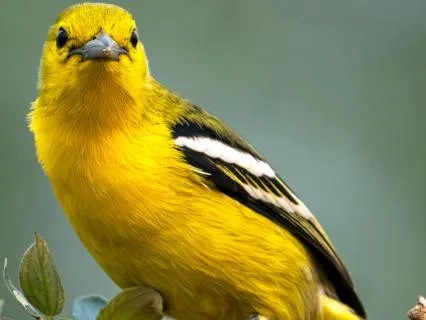 Watching The Little "i" - The Wandering Self