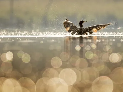 Water And Birds Tranquility