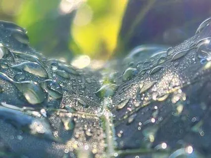 Water Bells Frequency For Regeneration and Cleansing