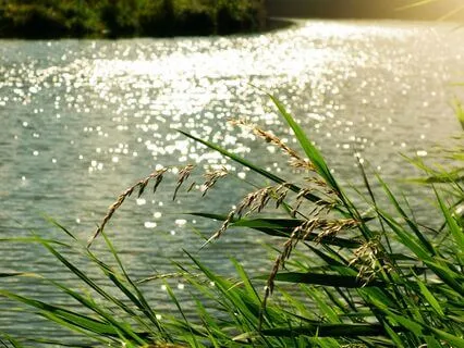 Water Element: Mindful Connection At The Edge Of The River