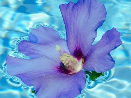 Water Element & Third Eye Chakra: Lucid Dreaming & Intuition