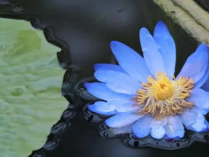 Water Element & Throat Chakra: Authentic Voice & Expression
