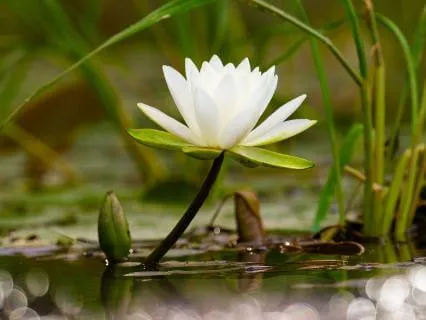 Water Lily Wisdom