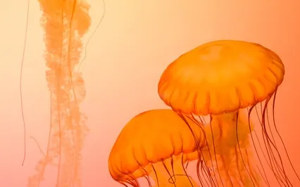 Water Of Forgiveness