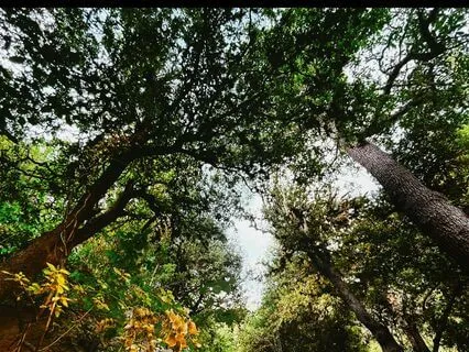 Water Stream Piano Meditation