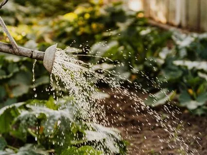 Water Your Own Garden