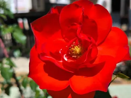 Watering Suffering With Love - A Self-Compassion Meditation