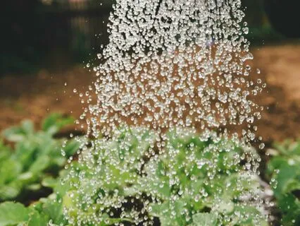 Watering The Flower: A Meditation Practice For Couples