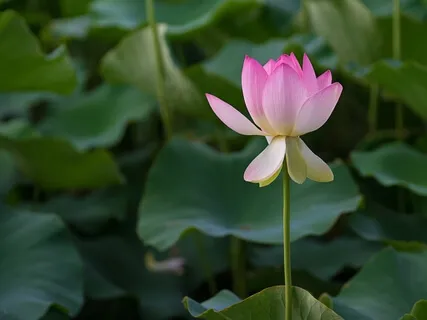 Waterlily - A Practice For Self-Worth