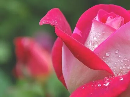 Waters Of The Rose – A Song Of Compassion And Love