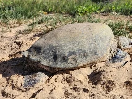 Waves - Koa Lagoon Kihei Maui