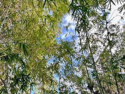 We Are Birds Meditation