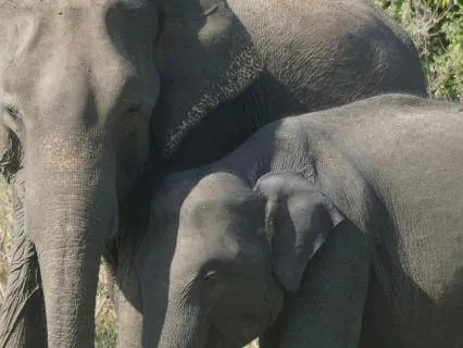 We Are Mother Nature