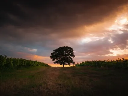 We Are One - The Apple Tree