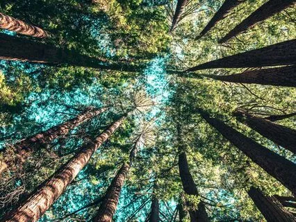 We Are The Trees' Roots