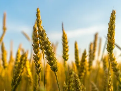 We Use Food For More Than Sustenance - To Numb And Reward Ourselves