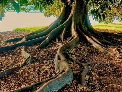 We Weave a Web, An Uplifting Chant