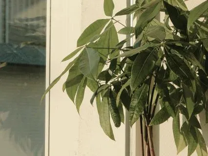 Wealth Rampage For Subconscious Reprogramming To Abundance