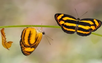 Wear a Path in Your Mind