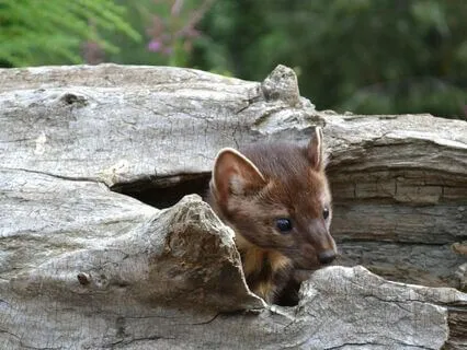 Weasel Spirit Wisdom: Healing And Intuition