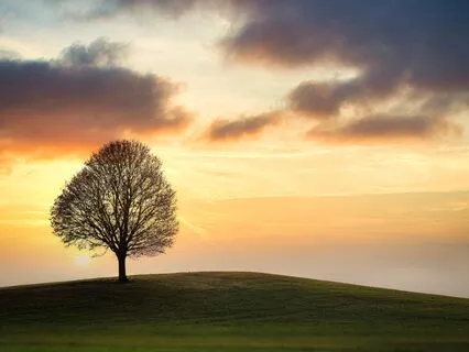 Weathering The Storm: Embodying The Tree's Wisdom