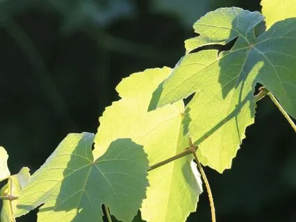 Weaving Balance And Connection With The Sacred Vine