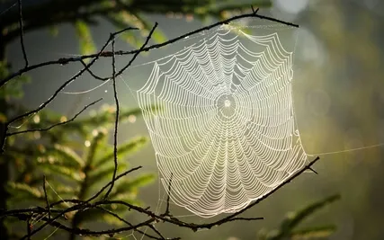 Weaving Your Web Of Creation - A Guided Practice