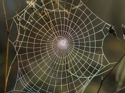 Web Of Support - Visualization For Nervous System Regulation