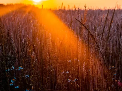 Week 12 Of Guided Meditation & Yoga Nidra Live