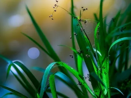 Week 16 Of Guided Meditation & Yoga Nidra Live