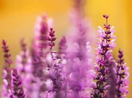 Week Four: Compassion Towards Others