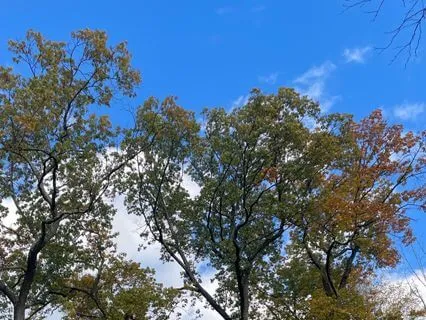 Weekly Cleansing Of The Eight Animal Chakras (25 Minutes)