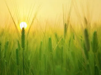 Weight Loss Meditation & Affirmations