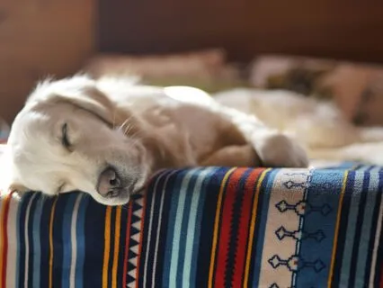 Weightless : A Body Scan For Sleep | Yoga Nidra